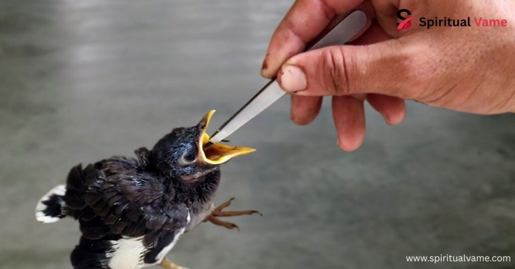 Saving a Baby Bird Dream Meaning
