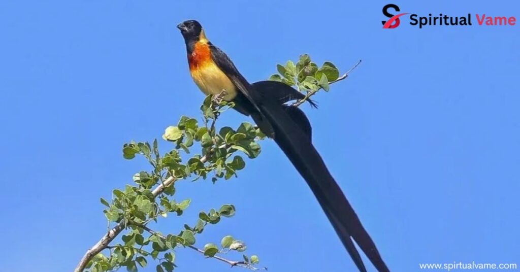 Birds With Long Tail That Will Leave You in Awe