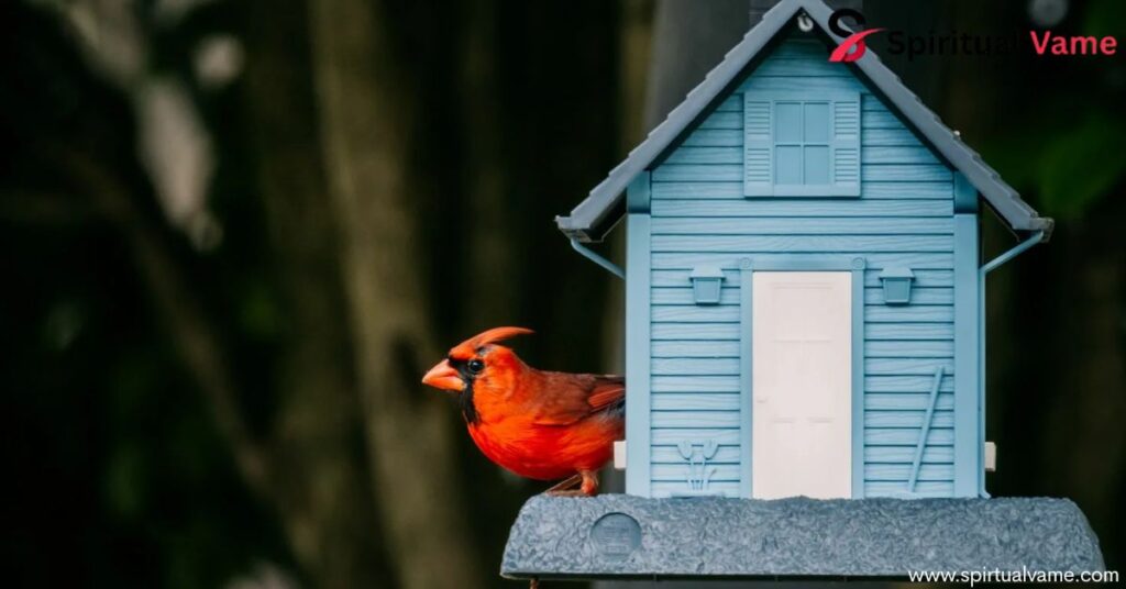 How to Attract Cardinals to Your Backyard