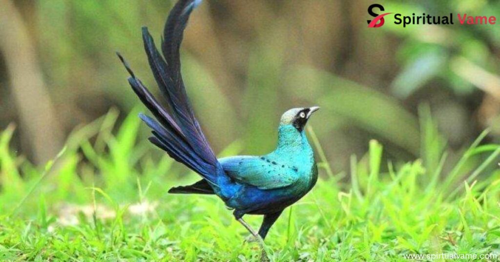 Birds With Long Tail That Will Leave You in Awe