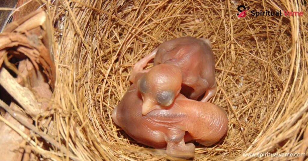 Dreaming of a Baby Bird’s Nest