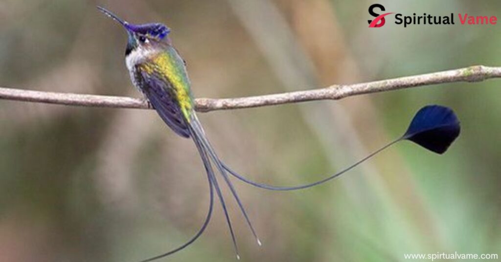 Birds With Long Tail That Will Leave You in Awe