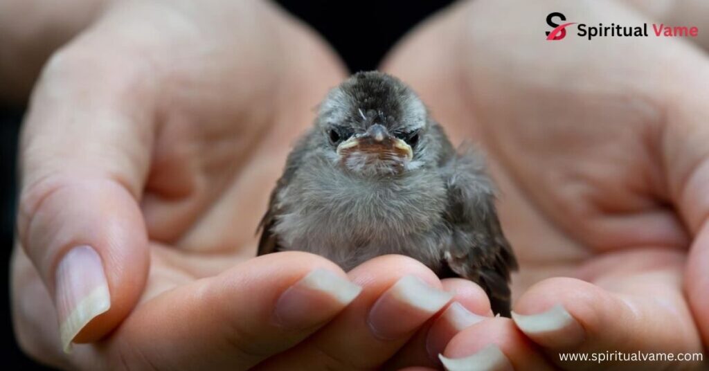 Seeing Baby Birds Spiritual Meaning