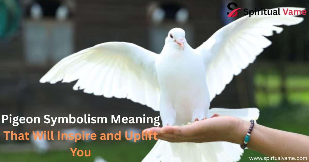 Pigeon Symbolism Meaning That Will Inspire and Uplift You