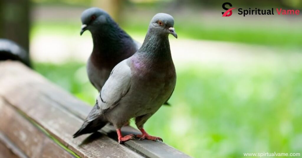 Pigeon Symbolism Meaning That Will Inspire and Uplift You
