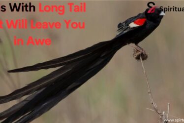 Birds With Long Tail That Will Leave You in Awe