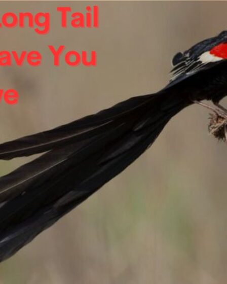 Birds With Long Tail That Will Leave You in Awe