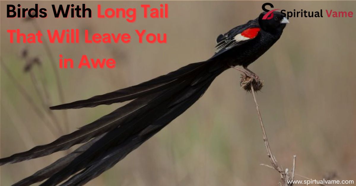 Birds With Long Tail That Will Leave You in Awe