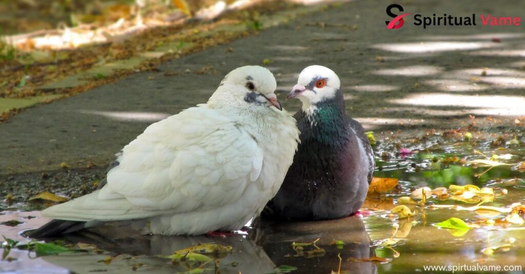 Pigeon Symbolism Meaning That Will Inspire and Uplift You
