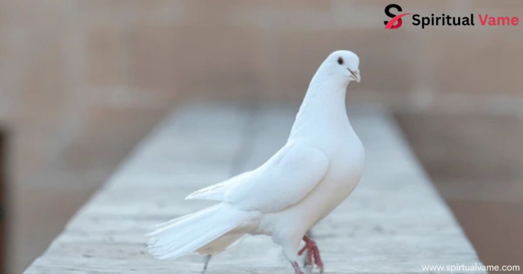 Pigeon Symbolism Meaning That Will Inspire and Uplift You
