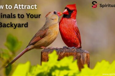 How to Attract Cardinals to Your Backyard
