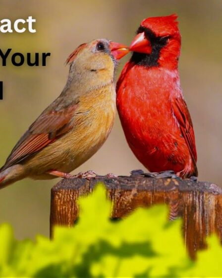 How to Attract Cardinals to Your Backyard