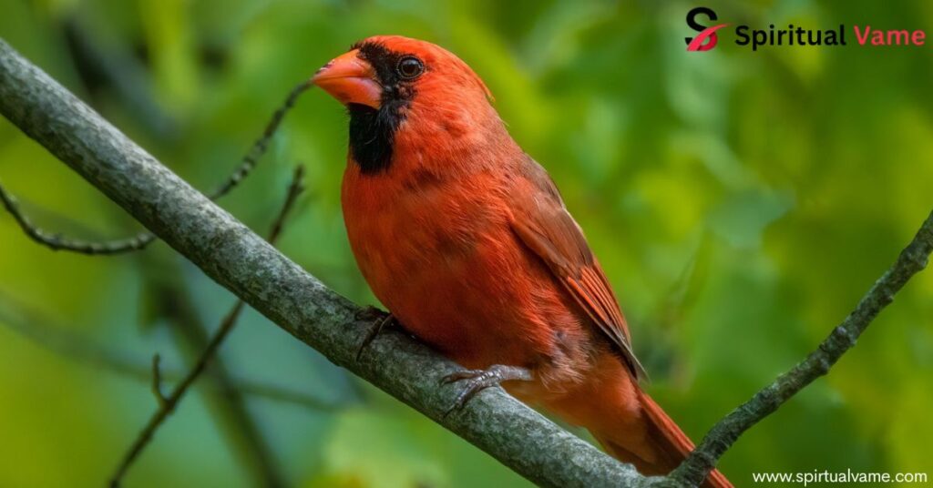 How to Attract Cardinals to Your Backyard