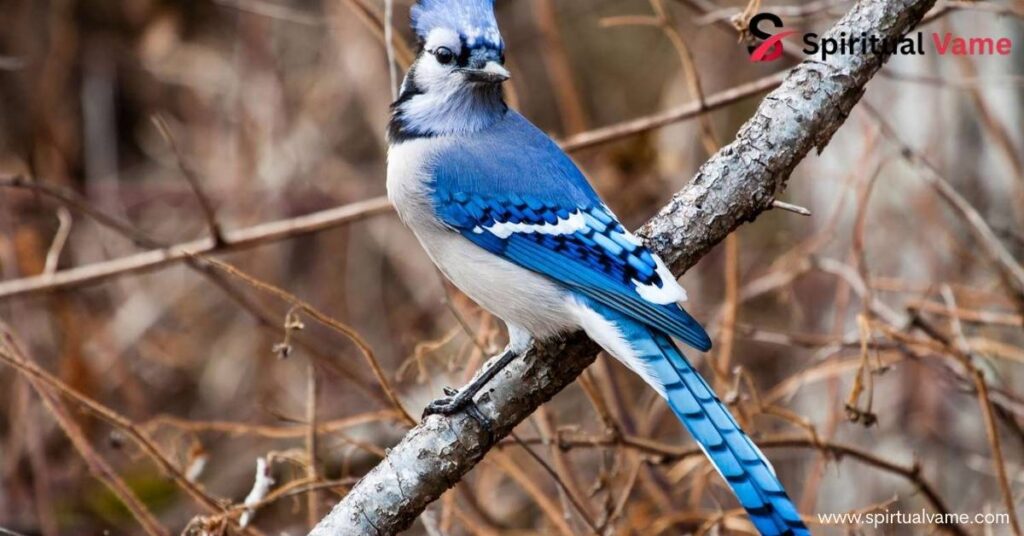 Blue Cardinal Kinred spirit