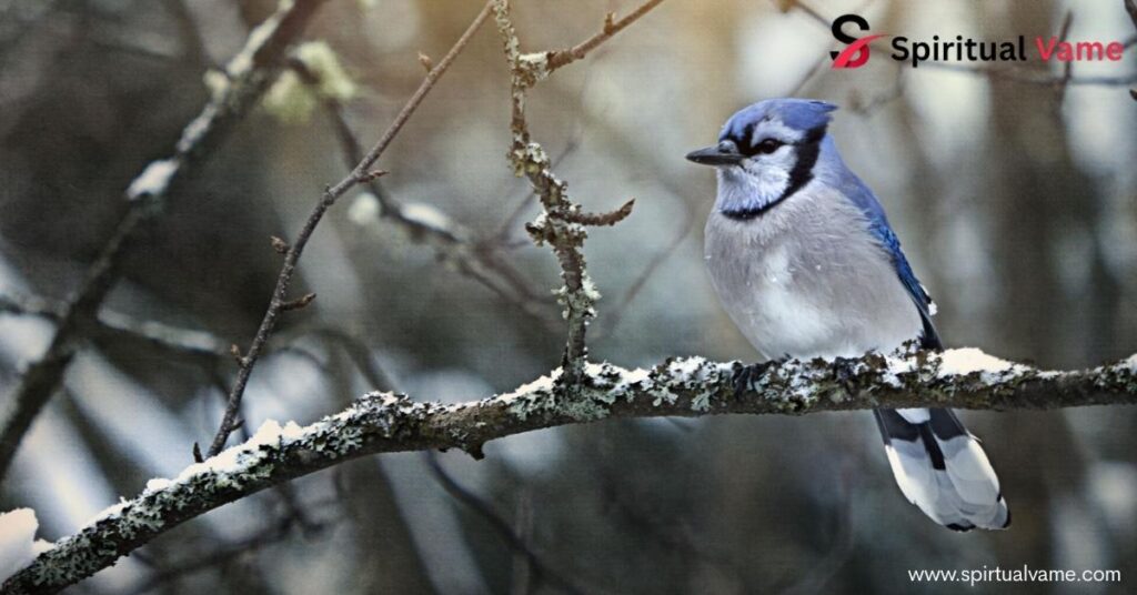 Blue Cardinal Power Animal