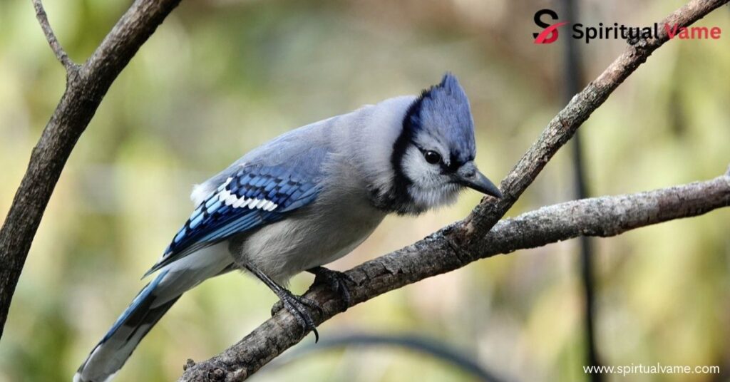 Blue Cardinal: Spirit , Power.