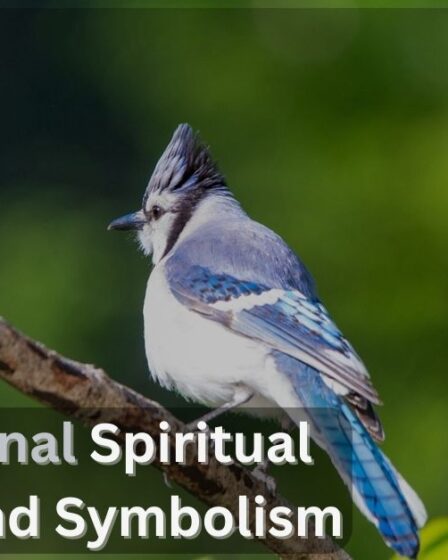 Blue Cardinal Spiritual Meaning and Symbolism