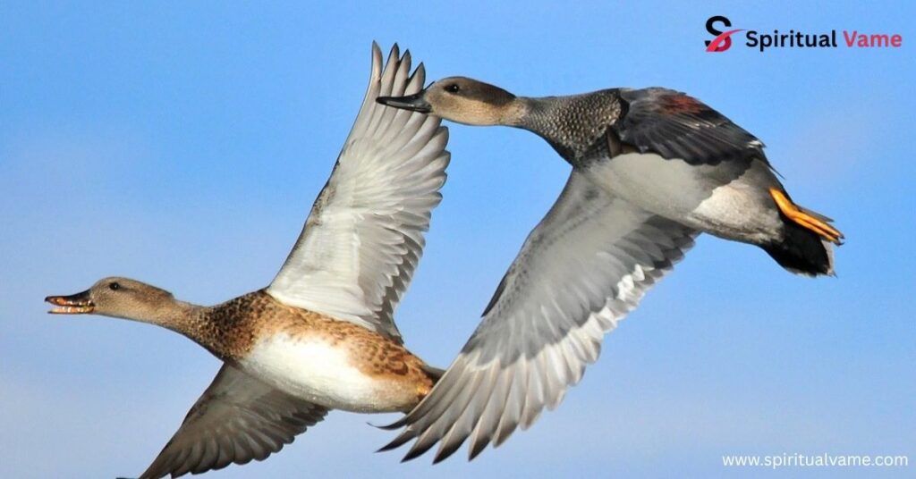 Can Ducks Fly
