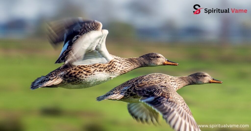 Can Ducks Fly