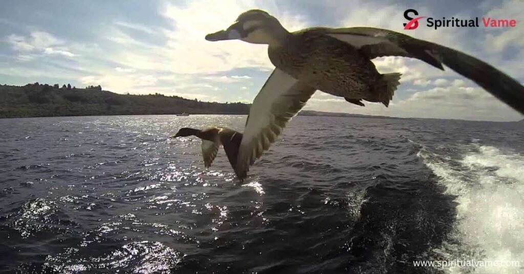 Can Ducks Fly