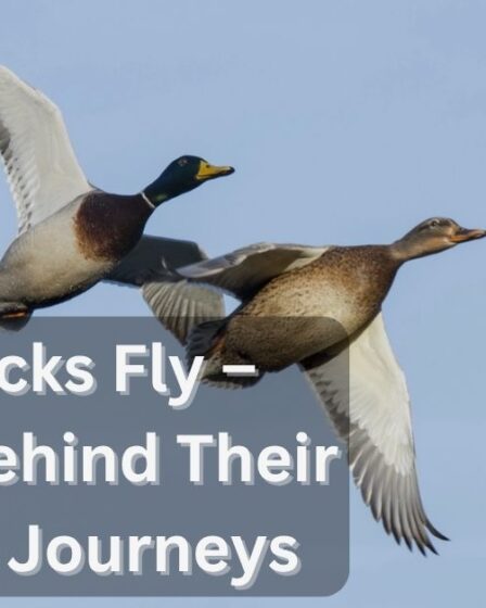 Can Ducks Fly – Secrets Behind Their Amazing Journeys