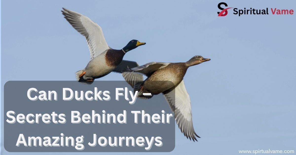 Can Ducks Fly – Secrets Behind Their Amazing Journeys