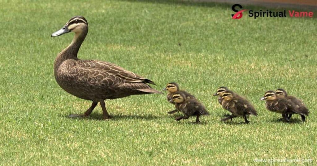 Growth , duckling.