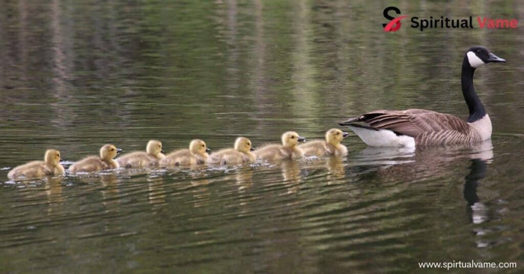 Instincts of ducklings
