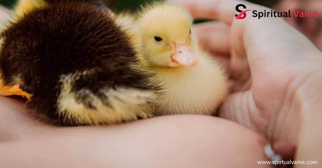 Nurturing and Care of ducklings.