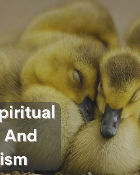 Duckling Spiritual Meaning And Symbolism