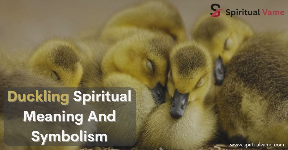 Duckling Spiritual Meaning And Symbolism