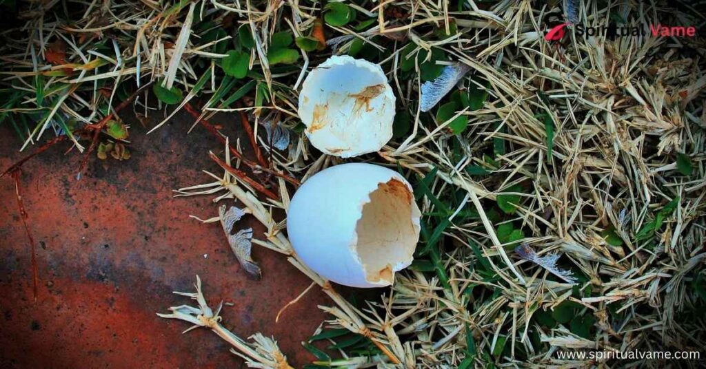 Finding a Broken Bird Egg Spiritual Meaning.