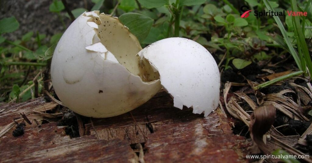 Finding a Broken Bird Egg Spiritual Meaning.