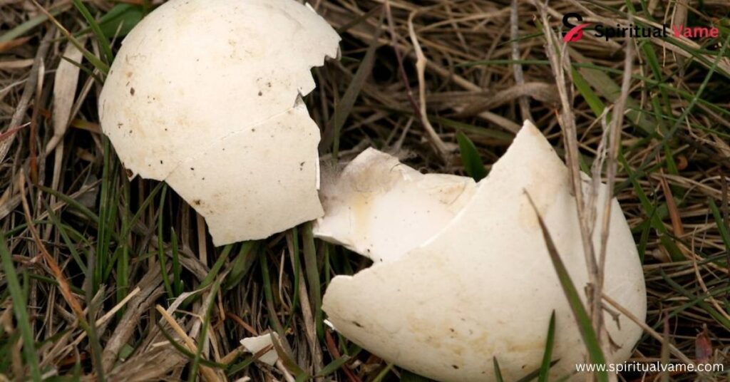 Finding a Broken Bird Egg Spiritual Meaning.