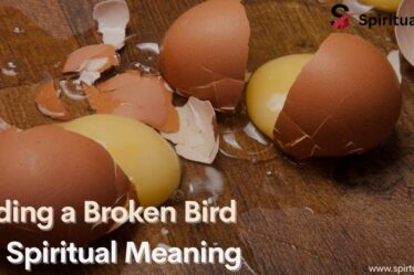 Finding a Broken Bird Egg Spiritual Meaning