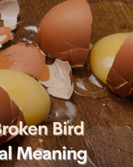 Finding a Broken Bird Egg Spiritual Meaning