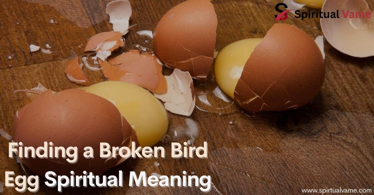 Finding a Broken Bird Egg Spiritual Meaning