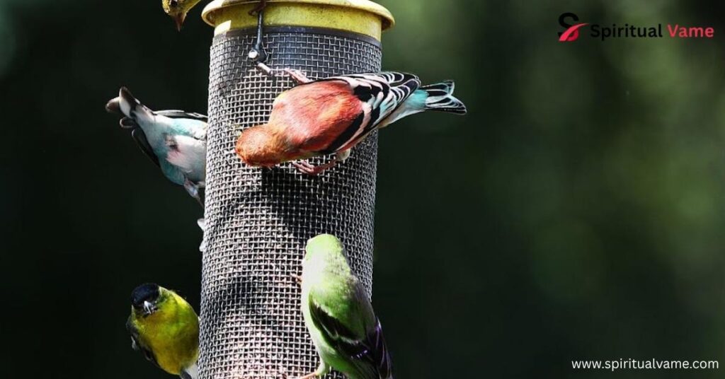 How to Attract Birds to Feeder