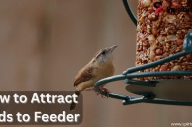 How to Attract Birds to Feeder