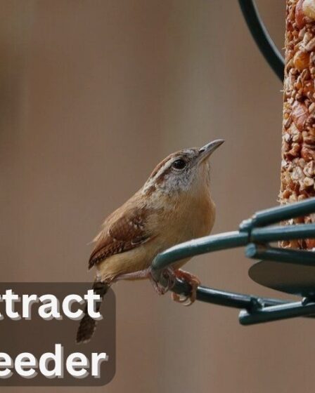 How to Attract Birds to Feeder
