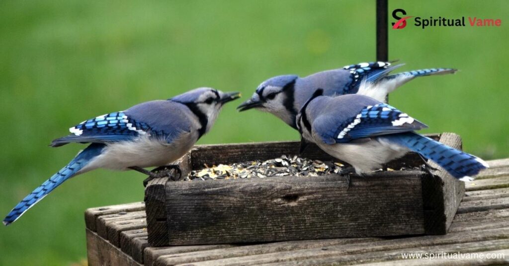How to Attract Blue Jays