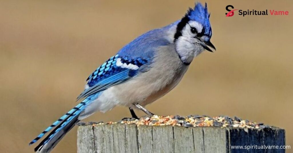 Blue Jay Shelters