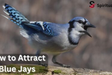 How to Attract Blue Jays