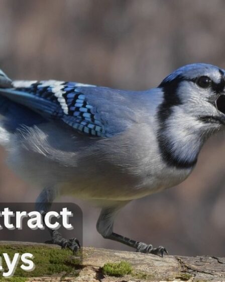 How to Attract Blue Jays