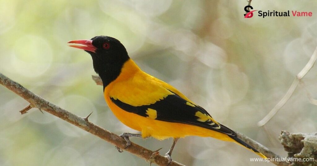 Oriole Bird Symbolism Meaning