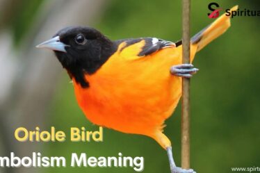 Oriole Bird Symbolism Meaning