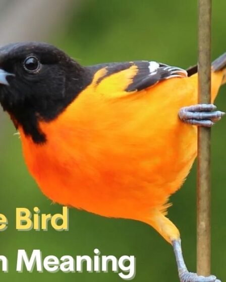 Oriole Bird Symbolism Meaning