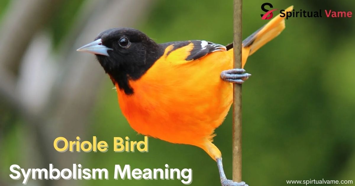Oriole Bird Symbolism Meaning