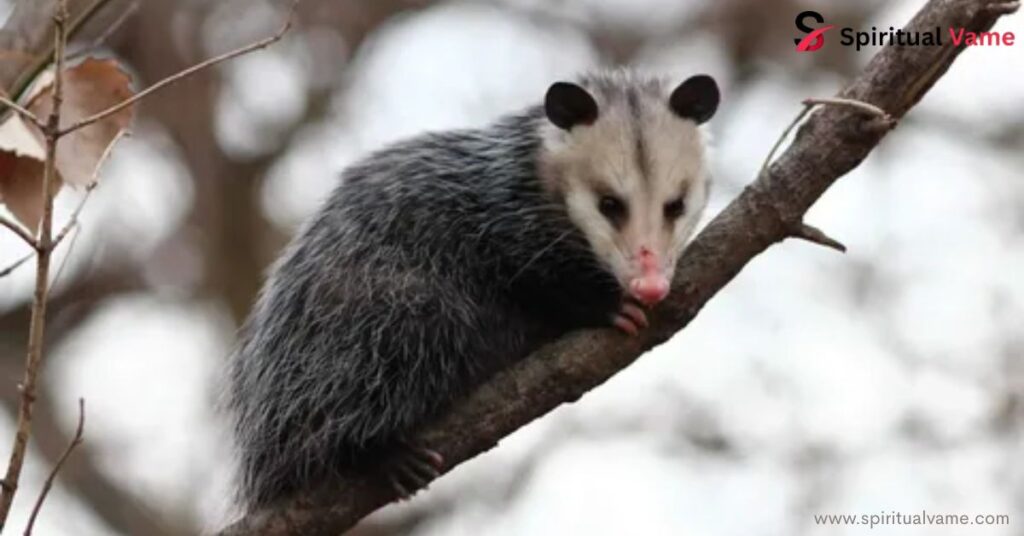 Possum Crosses Your Path