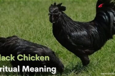 Black Chicken Spiritual Meaning